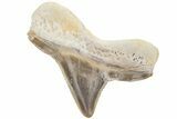 Cretaceous Ginsu Shark (Cretoxyrhina) Intermediate Tooth - Kansas #211755-1
